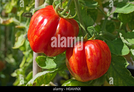 Nahaufnahme von zwei Erbe "Striped Stuffer" Tomaten Reifen an den Rebstöcken im hellen Sonnenschein, Cumbria, England UK Stockfoto