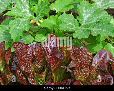 Reihe von rot-blättrig "Rosedale" Kopfsalat Pflanzen wachsen im Garten vor Zucchini Pflanzen im Sommersonnenschein, England UK Stockfoto