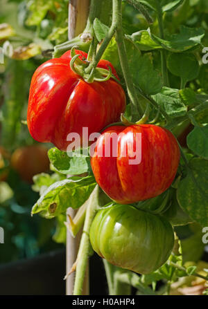 Nahaufnahme der Dachstuhl des Erbes "Striped Stuffer" Tomaten Reifen an den Rebstöcken im hellen Sonnenschein, Cumbria, England UK Stockfoto