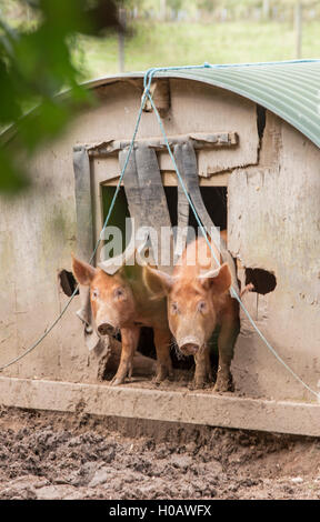 Freilandhaltung Tamworth Schweine, England, UK Stockfoto