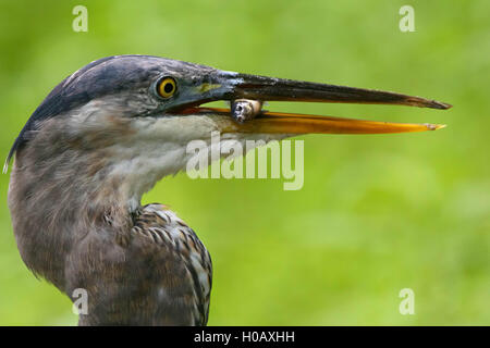 Great Blue Heron mit Fathead Elritze Frühstück Stockfoto