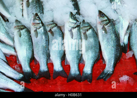 Frischer Hering Fisch auf einem Marktstand Stockfoto