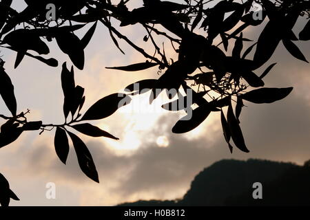 Die Silhouette der Blumen, Blätter und Zweige an einem warmen, malaysische Sommertag, wie die Sonne über Machincang Berg. Stockfoto