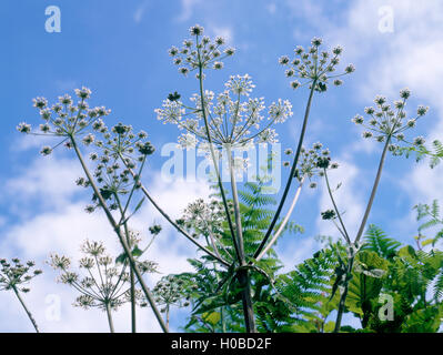 Betrachten die Stiele & Blütenköpfe der Bärenklau (Heracleum Sphondylium) wächst in eine Hecke mit Bracken, Monmouthshire, Mid Wales, UK Stockfoto