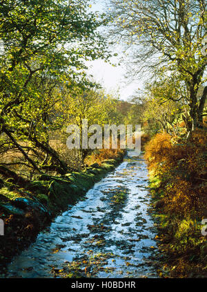 Grobe Feldweg und Wanderweg mit Haselnuss Bäumen gesäumt und Starkregen mit Wasser nachlaufen. Mwyro Tal, Strata Florida, Ceredigion, Wales, UK Stockfoto