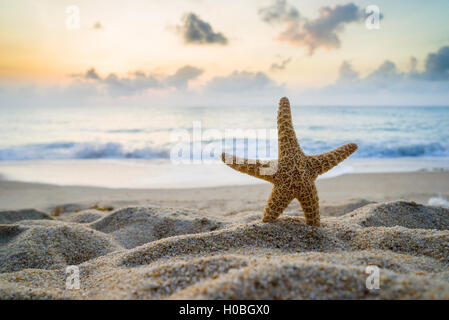 Seestern am Strand bei Sonnenaufgang in Thailand Stockfoto