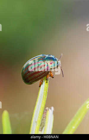Rosemary Beetle (Chysolina Americana) Stockfoto