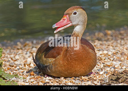 Schwarzbäuchigen Pfeifen-Ente Stockfoto