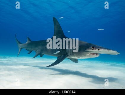 Hammerhai Unterwasser in Bimini, Bahamas. Bild wurde in der Nähe von dem Sandboden im klaren blauen Wasser aufgenommen. Stockfoto