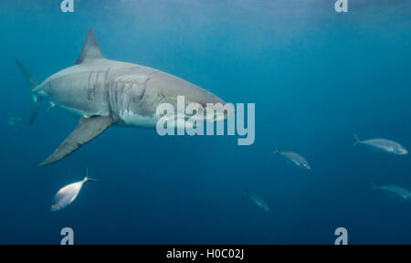 Weißer Hai schwimmen im blauen Wasser, Neptun Inseln South Australia Stockfoto