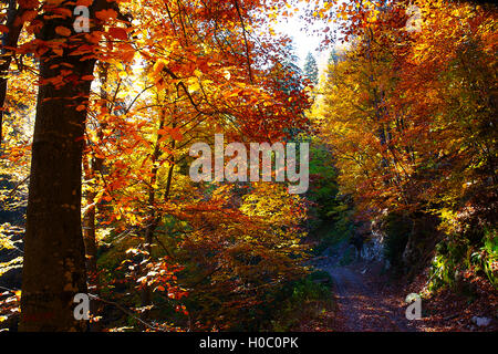 Forststraße in den Herbst, schöne Farbe Herbst foresr Stockfoto