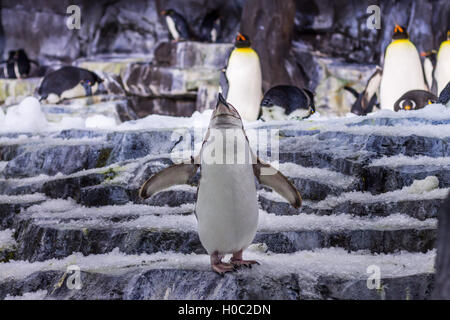 Einsamer Pinguin Stockfoto