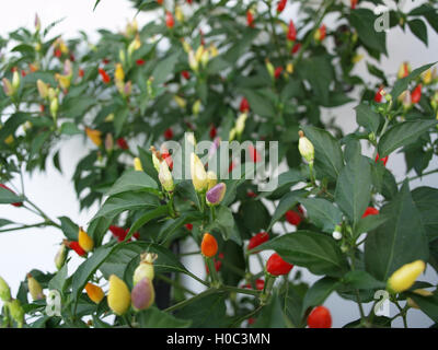 Chili-Pflanze mit Chilis von verschiedenen Graden der Reife Stockfoto