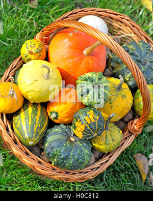 Korb mit verschiedenen Arten von Kürbissen Stockfoto