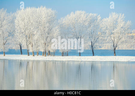 Frostigen Winterbäume auf der Donau Stockfoto