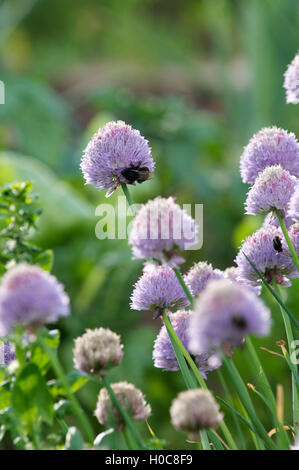 Allium Blumen. Stockfoto
