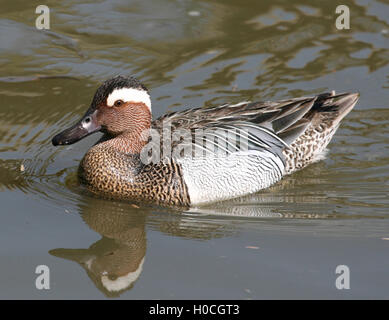 Männliche Garganey an Slimbridge WWT im Mai 2016. Stockfoto