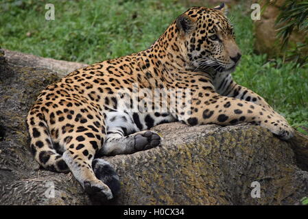 Jaguar (Panthera Onca) Festlegung auf der Aurora Zoo, Guatemala Stockfoto