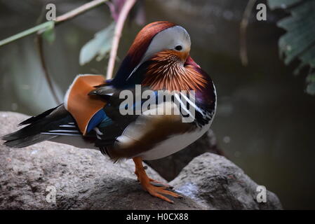 Mandarinente (Aix Galericulata) posiert auf einem Felsen im Zoo von Aurora Stockfoto