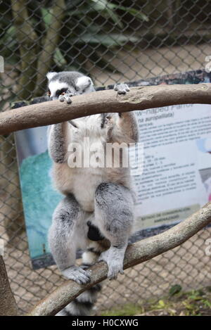 Unverlierbare Ring-tailed Lemur Versteck bei Aurora Zoo, Guatemala Stockfoto