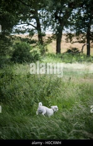 Bichon laufen und die Natur genießen Stockfoto