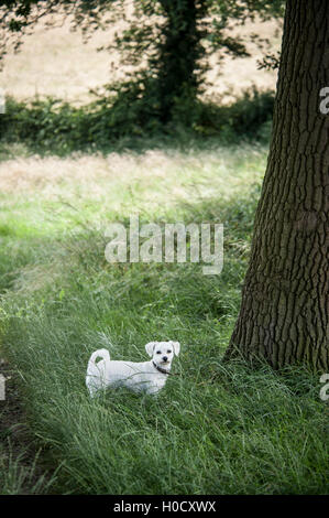 Bichon laufen und die Natur genießen Stockfoto