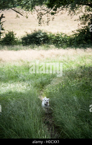 Bichon laufen und die Natur genießen Stockfoto