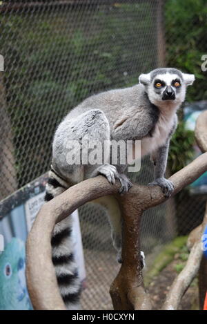 Captive Katta an Aurora Zoo, Guatemala Stockfoto