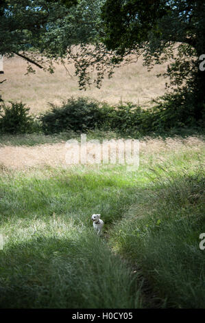 Bichon laufen und die Natur genießen Stockfoto