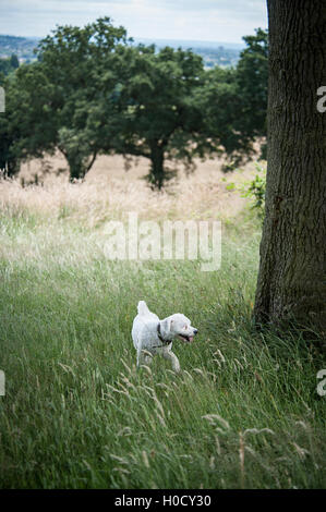 Bichon laufen und die Natur genießen Stockfoto