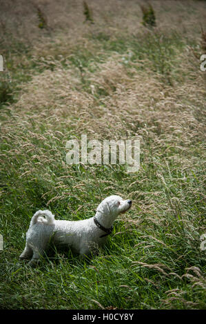 Bichon laufen und die Natur genießen Stockfoto