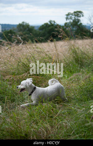 Bichon laufen und die Natur genießen Stockfoto