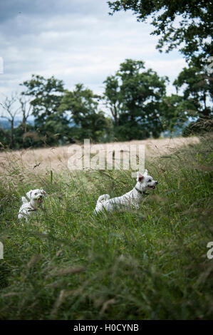 Bichon laufen und die Natur genießen Stockfoto