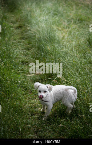 Bichon laufen und die Natur genießen Stockfoto