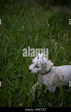 Bichon laufen und die Natur genießen Stockfoto