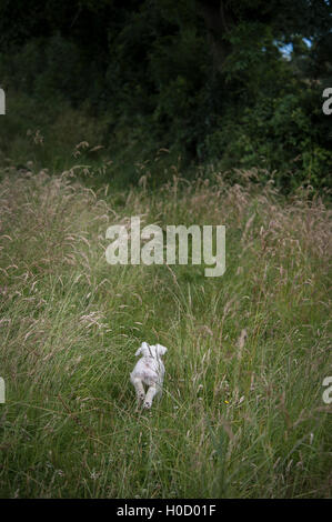 Bichon laufen und die Natur genießen Stockfoto