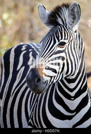 Vertikales Seitenprofil eines Burchell's Zebras mit markanten Streifen, Tierporträt, aufgenommen in Südafrika, Safari-Tour, wildes Reiseziel Stockfoto