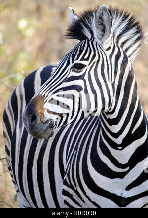 Vertikales Seitenprofil eines Burchell's Zebras mit markanten Streifen, Tierporträt, aufgenommen in Südafrika, Safari-Tour, wildes Reiseziel Stockfoto