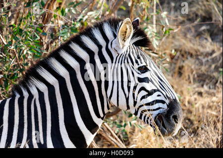 Seitenprofil eines Burchell's Zebras mit markanten Streifen, Tierporträt, aufgenommen in Südafrika, Safari-Tour, wildes Reiseziel Stockfoto