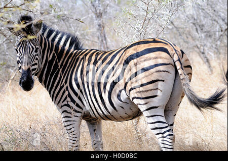 Zebra schaut von der Seite zur Kamera. Burchell-Zebra (Equus quagga burchellii), Südafrika Stockfoto