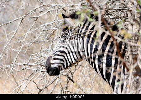 Seitenprofil eines Burchell's Zebras mit markanten Streifen, Tierporträt, aufgenommen in Südafrika, Safari-Tour, wildes Reiseziel Stockfoto