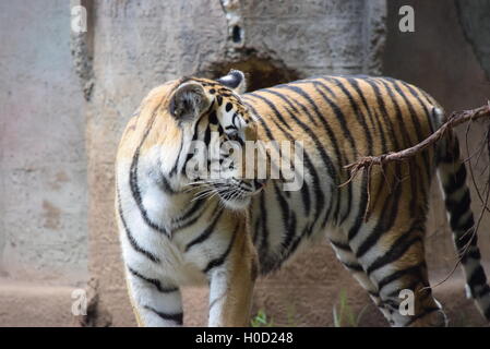 Phantera Thigris, auch bekannt als royal Bengal Tiger in Aurora Zoo, Guatemala Stockfoto