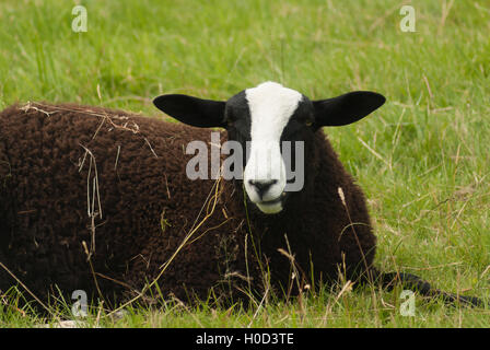 Balwen Welsh Mountain Schafe eine seltene Rasse mit der markanten schwarzen Mantel und weiße Blesse Stockfoto