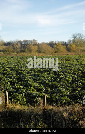 Blick von der Greenway Stratford-upon-Avon Stockfoto