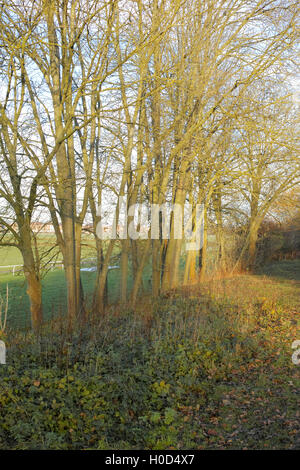 Blick von der Greenway Stratford-upon-Avon Stockfoto