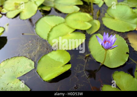 Wasser-Lilly-Hintergrund Stockfoto