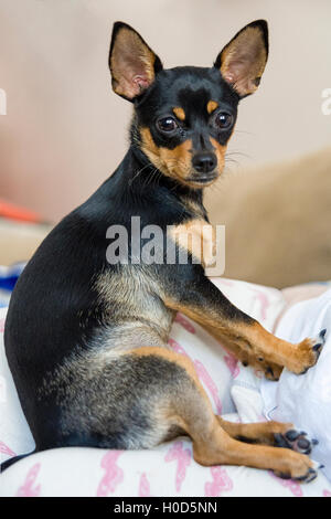 Chihuahua Welpe Hund sitzen wie menschliche auf dem Schoß bei camera Model Release: Ja. Property Release: Ja (Hund). Stockfoto