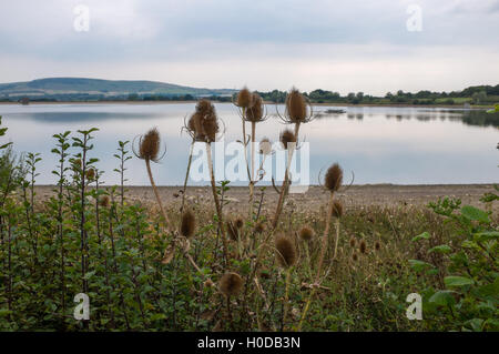 Blick über Arlington Reservoir in East Sussex UK mit getrockneten Distel Karde Pflanzen Stockfoto