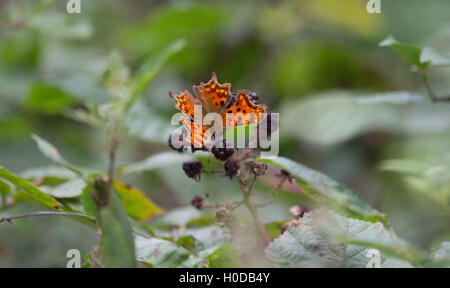 Komma Butterfly Polygonia c-Album ruht auf Brombeere Frucht Busch am Arlington Reservoir in East Sussex UK Stockfoto