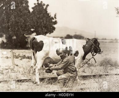 Mann melkende Kuh im Feld Stockfoto